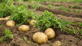 Картофель отвечает урожаем не всем подряд: очень тонкая грань между максимумом и провалом