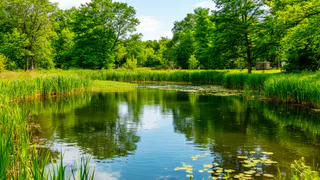 Казанские экологи оценили ситуацию на озере в Парке Победы