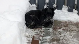 «Даже стерилизованная собака опасна». Как призыв матери погибшей Варвары может изменить закон об эвтаназии животных в Татарстане