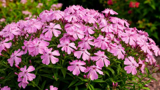 Петунии в прошлом - в наши сады пришел новый тренд: минимальный уход, зато красота неописуемая