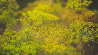 Укроп: полезное растение для дачного участка и его преимущества