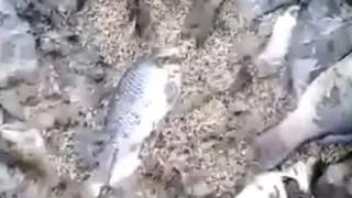 В Старожиловском районе из-за массового спуска воды погибла рыба