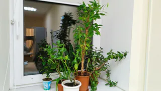 Тихие убийцы на подоконнике: эти два растения незаметно портят ваше самочувствие - избавьтесь от них