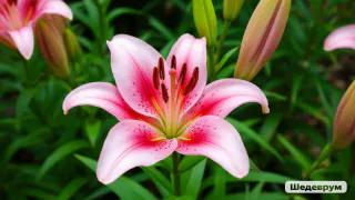 Секреты подкормки лилий весной от опытных садоводов: радуют крупными цветами и не подвержены болезням