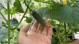 13-15 капель на 10 л воды для подкормки: огурчики не болеют, растут крепкими -  с 1 м2 собираю до 17 кг плодов