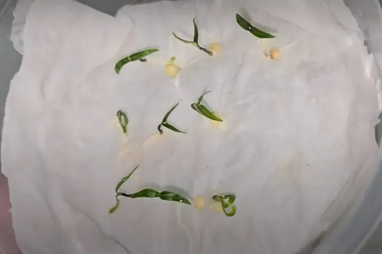 Сею на рассаду перец, помидоры, огурцы и цветы так, и за 2 дня все семена всегда всходят