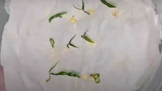 Сею на рассаду перец, помидоры, огурцы и цветы так, и за 2 дня все семена всегда всходят