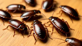 Китайцы избавляются от тараканов только так: смешиваем 2 средства – и усачи сбегут, роняя крошки