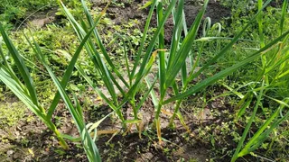 Чеснок просто обожает это известное удобрение, особенно в июне