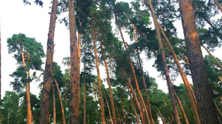 Жители Рязани могут повлиять на застройку Солотчи, если разберутся в предлагаемых изменениях Правил застройки