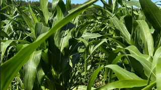 Кукуруза в Коми выросла выше человеческого роста