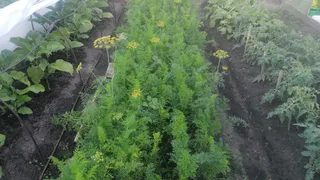 О такой хитрости мало кто знает: "Засаживаю весь огород укропом каждый сезон — вот зачем"