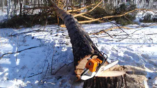 Кто и для чего рубит Корабельную рощу?