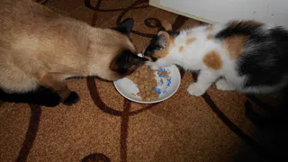 Правда ли, что вообще бюджетные корма — самые полезные? Разбираем исследование Роскачества без мифов