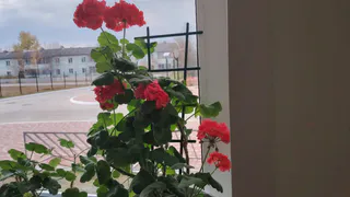 12 очаровательных цветов, которые сеют без рассады и мороки: украсят любую дачу и сад