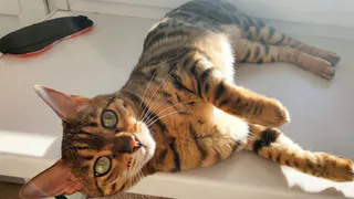 Пушистая подборка: 20 участников конкурса "Мартовский кот"