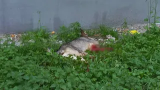 Ужасная история: подробности нападения на собаку на улице Великанова