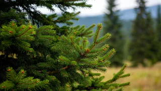 Деревенские жители запустили пихтовый бизнес: Зарабатывают миллионы на масле с веток - иностранцы с руками отрывают