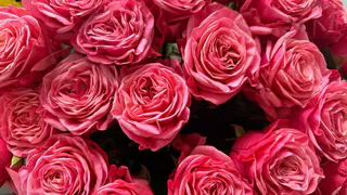 10 г и 2 ложки в воду: роза прогибается под яркими бутонами на протяжении всего сезона – просто королева сада