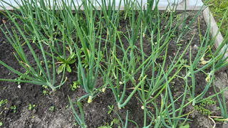 Почва после лука истощается: поэтому помимо очистки участка нужна заняться восстановлением плодородия