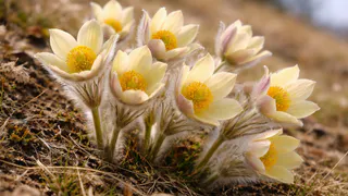 Сон-трава из Сибири: почему этот редкий первоцвет занесён в Красную книгу и что с ним происходит после срыва