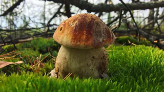 Instagram-подборка: кто нашел грибы в эти выходные