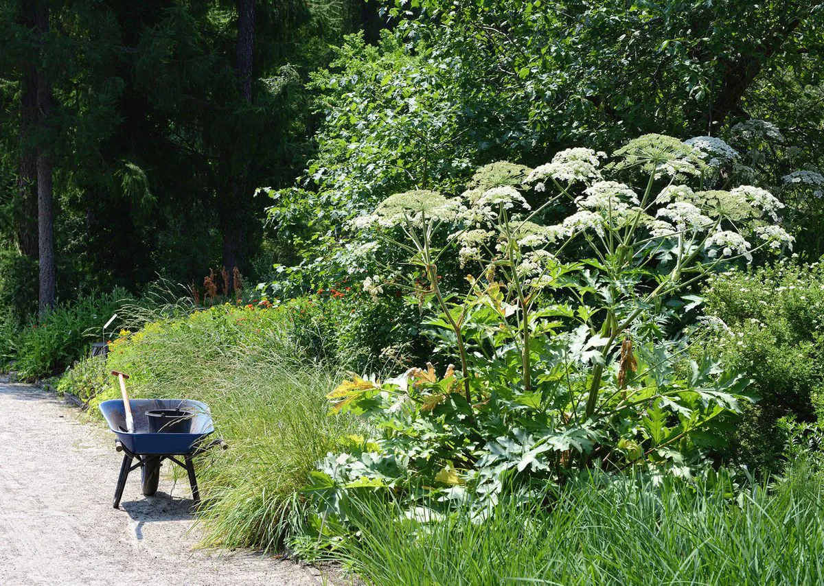 Новый закон против борщевика: что ждет владельцев земельных участков с 2026 года