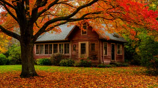 Это дерево «выпьет» вашу выгребную яму за три глотка: посадил и забыл про откачку навсегда