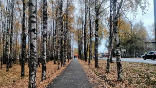 В центре Челябинска произошло неприятное происшествие: дерево упало на припаркованные иномарки
