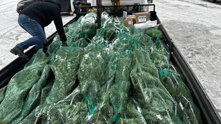 Из Пензенского региона  в Запорожскую область доставили 50 новогодних елей