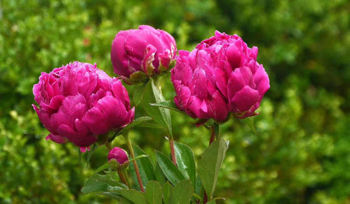 50 г в воду и розы поделятся своей красотой: бутонов и цветов будет больше, чем соломы в стогу