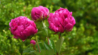 50 г в воду и розы поделятся своей красотой: бутонов и цветов будет больше, чем соломы в стогу