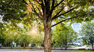 В Татарстане скоро начнется «бабье лето»