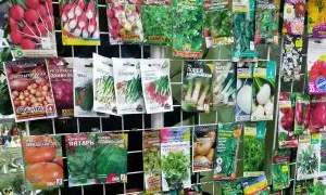 Россельхознадзор обнаружил 66 нарушений при продаже семян в Коми