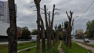 Деревья на Московском шоссе гибнут из-за паразитов