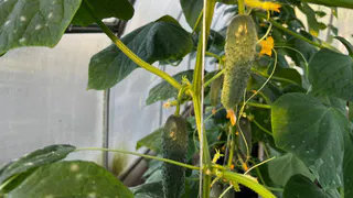 К концу марта скупят все до последнего: такие 3 вида огурцов покупаю каждый март - по 7 плодов в каждом узле