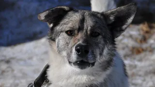 В Рязанской области снова выявили бешенство