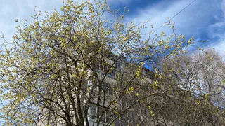 22 апреля погода удивит Коми разнообразием: снег, порывистый ветер и +11°C