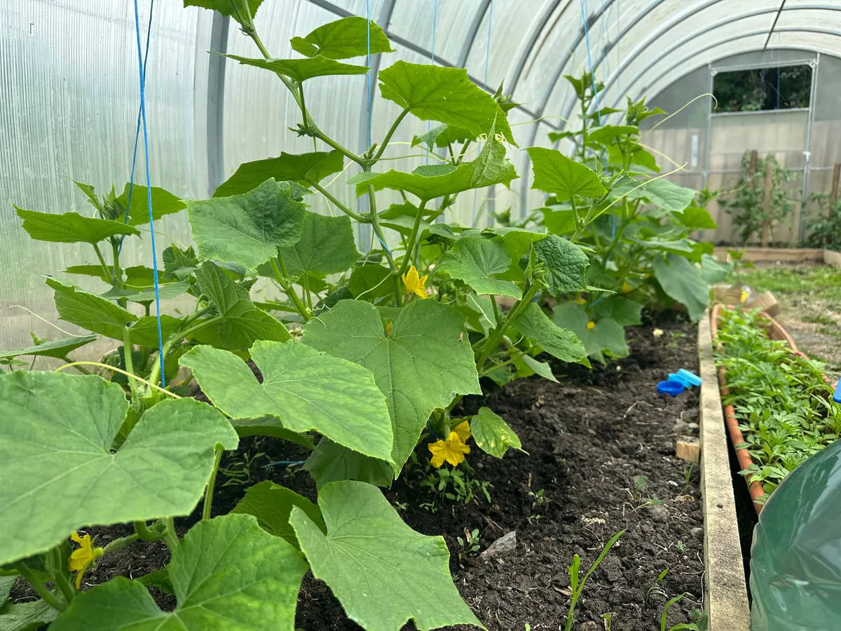 5 лавровых листов – и огурцы плодоносят как бешеные: всегда свежие овощи с июня и до октября