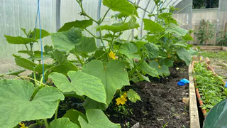 5 лавровых листов – и огурцы плодоносят как бешеные: всегда свежие овощи с июня и до октября