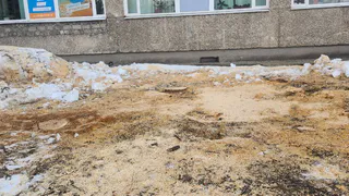 В одном из городов Коми изменят правила рубки деревьев после скандала