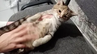 Витамины для домашних питомцев также важны, как и для людей