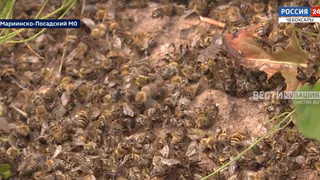 "За 40 лет работы такого не видела": в Чувашии массово гибнут пчелы