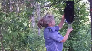 В лесах Кольчугинского района провели проверку на опасных лесных вредителей