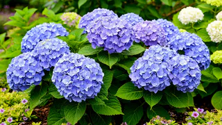 Для объемных шапок гортензии — обязательно: сыплю 10 гр в ведро — и цветы заполонят весь куст 