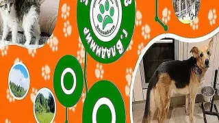 Тоша и Спартак из приюта «Зоозабота» ищут дом и настоящую семью