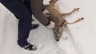 В Пенза поймали косулю в черте города и вернули в естественную среду обитания