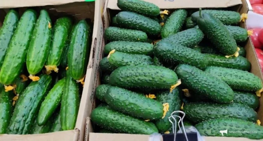 Всего пару ложек на пол-литра: копеечная добавка к любой почве - дает 15 кг огурцов с куста