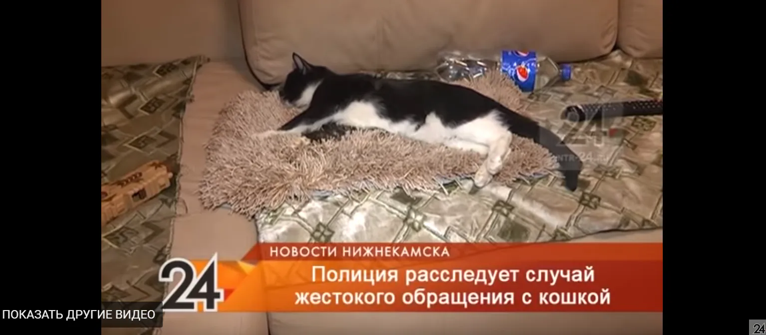 Очередное жестокое обращение с животными