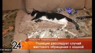 Очередное жестокое обращение с животными